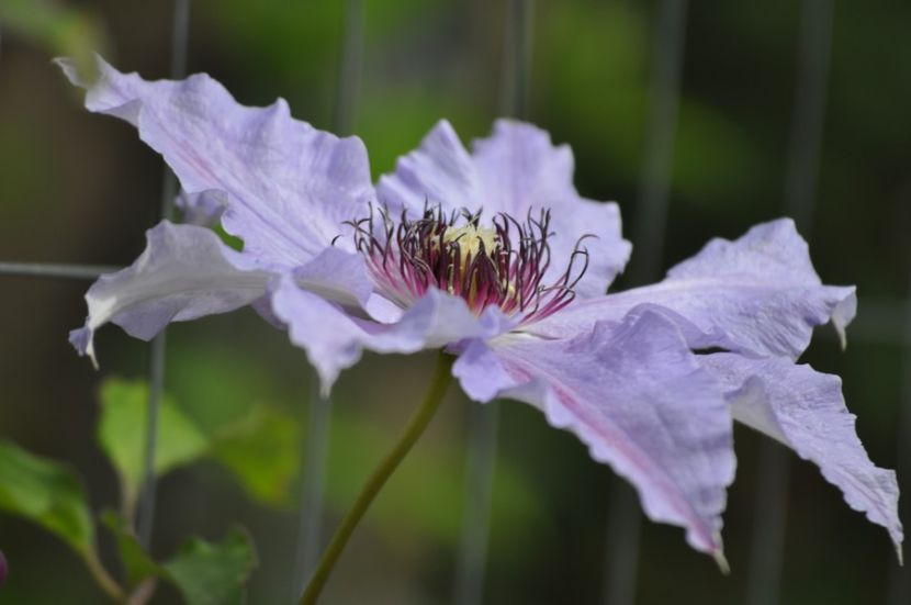 _DSC0149 - PRIMAVARA 2021_4