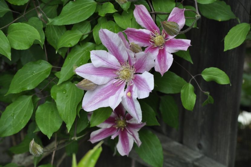 _DSC0150 - PRIMAVARA 2021_4