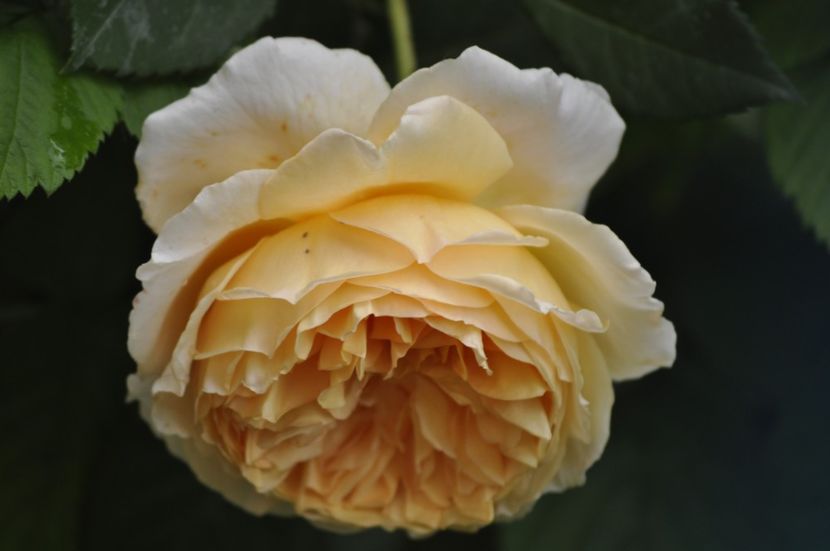 _DSC0155 - PRIMAVARA 2021_4