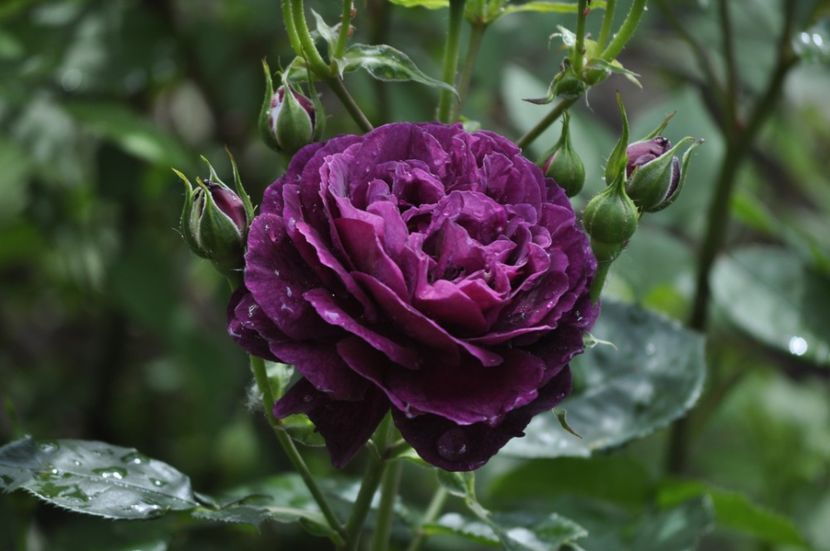 _DSC0157 - PRIMAVARA 2021_4