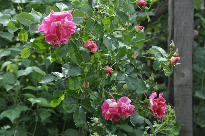 _DSC0160 - PRIMAVARA 2021_4