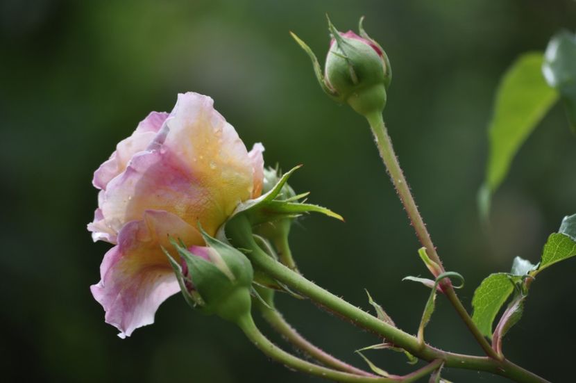 _DSC0161 - PRIMAVARA 2021_4