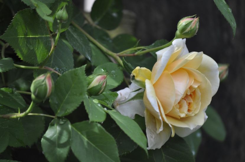 _DSC0166 - PRIMAVARA 2021_4