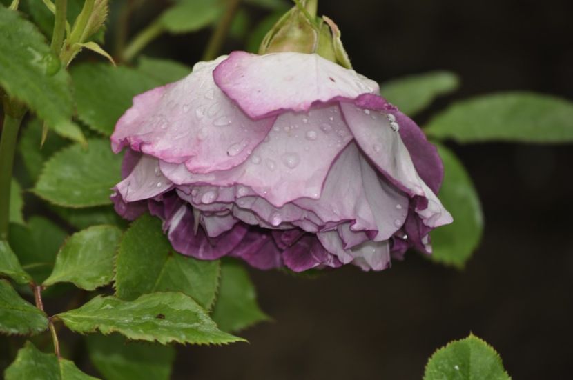 _DSC0173 - PRIMAVARA 2021_4