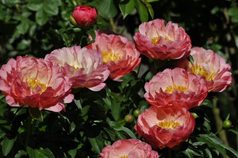 _DSC0001 - PRIMAVARA 2021_5