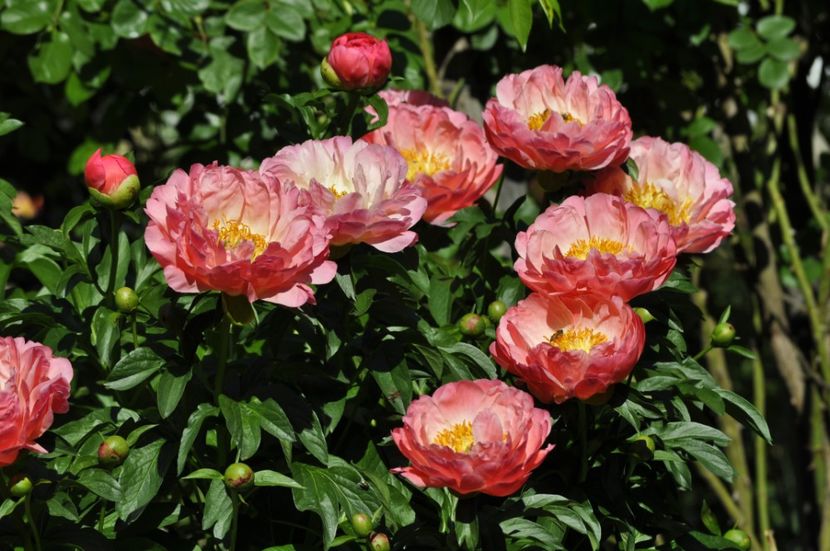 _DSC0002 - PRIMAVARA 2021_5