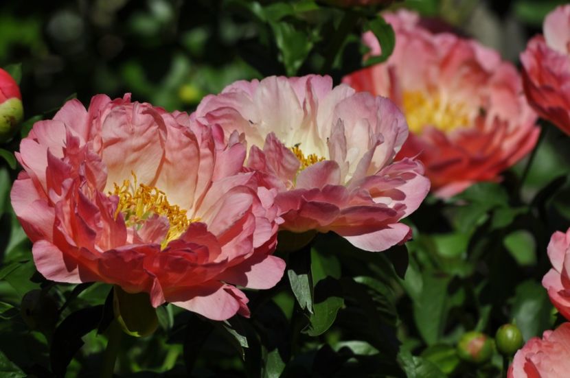 _DSC0005 - PRIMAVARA 2021_5