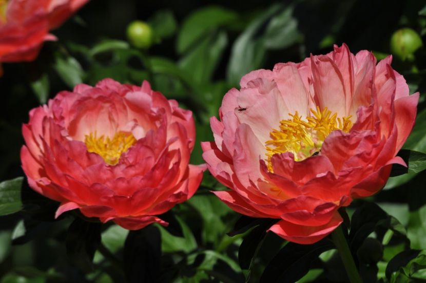 _DSC0007 - PRIMAVARA 2021_5