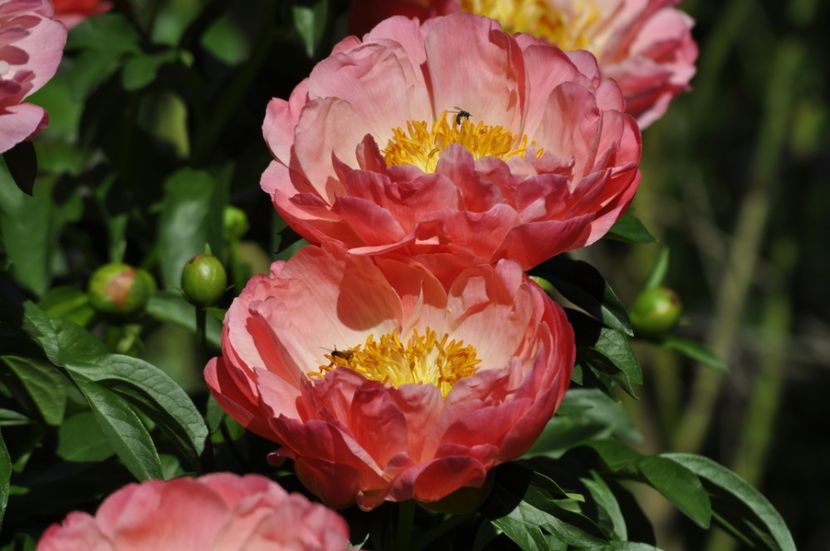 _DSC0012 - PRIMAVARA 2021_5