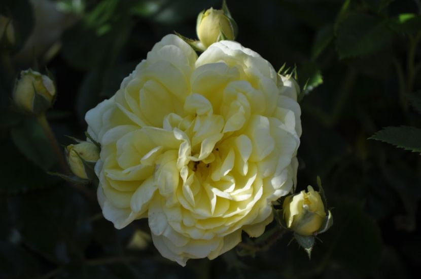 _DSC0015 - PRIMAVARA 2021_5