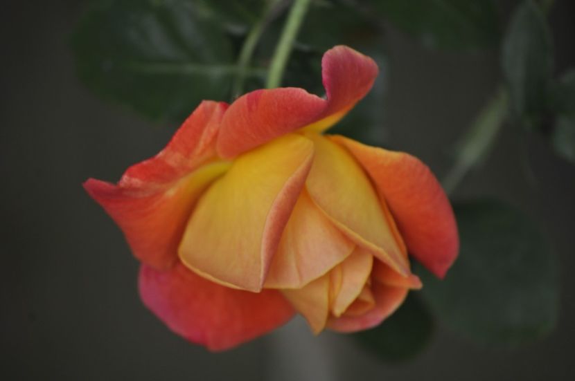 _DSC0061 - PRIMAVARA 2021_5