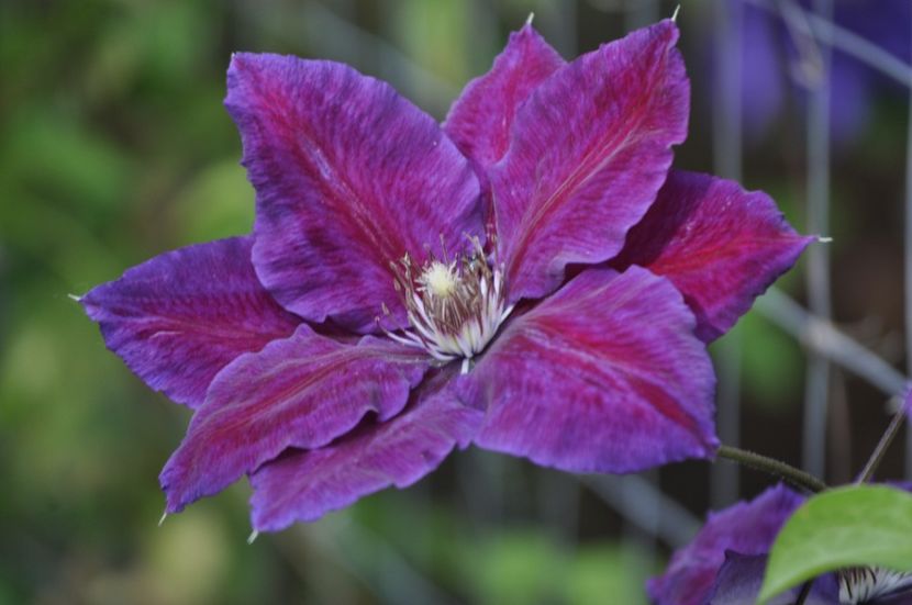 _DSC0010 - PRIMAVARA 2021_5