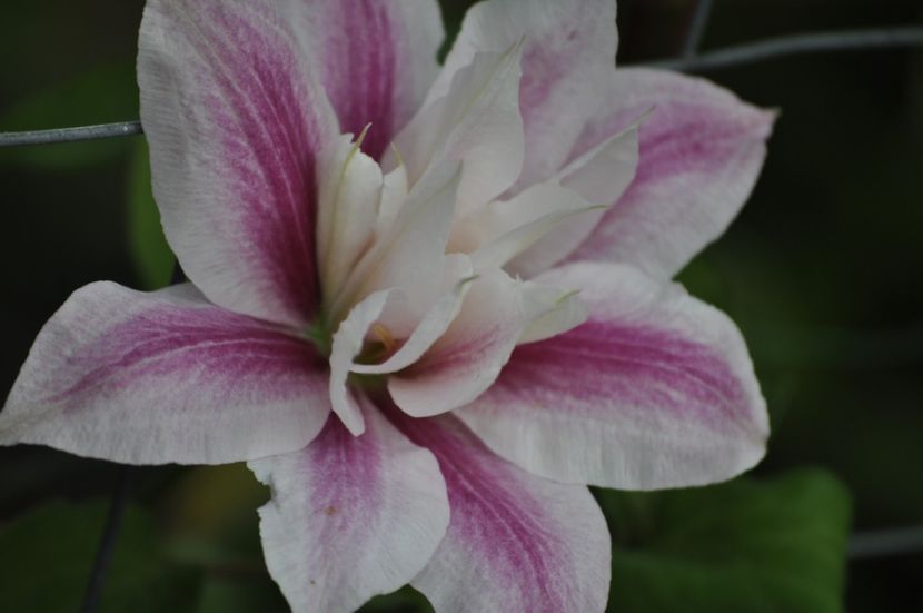 _DSC0011 - PRIMAVARA 2021_5