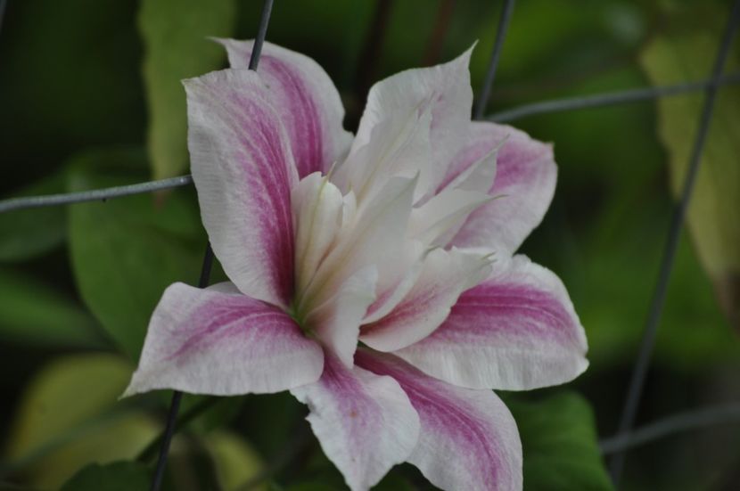 _DSC0012 - PRIMAVARA 2021_5