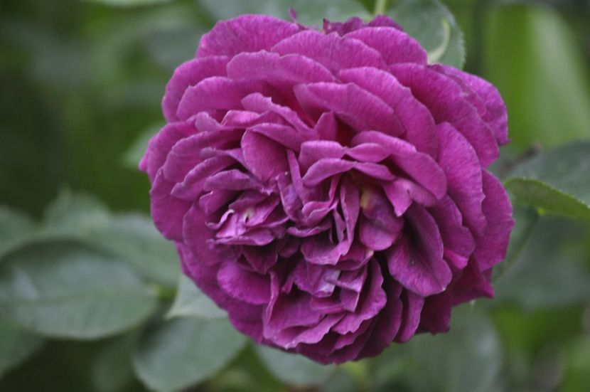 _DSC0014 - PRIMAVARA 2021_5