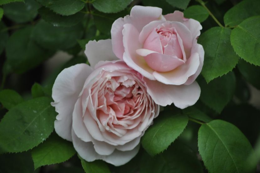 _DSC0021 - PRIMAVARA 2021_5