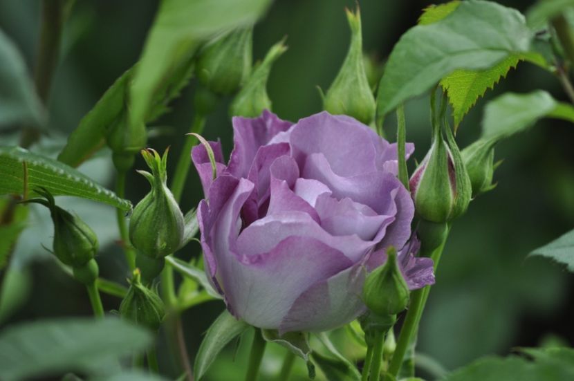 _DSC0023 - PRIMAVARA 2021_5