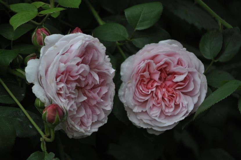 _DSC0024 - PRIMAVARA 2021_5