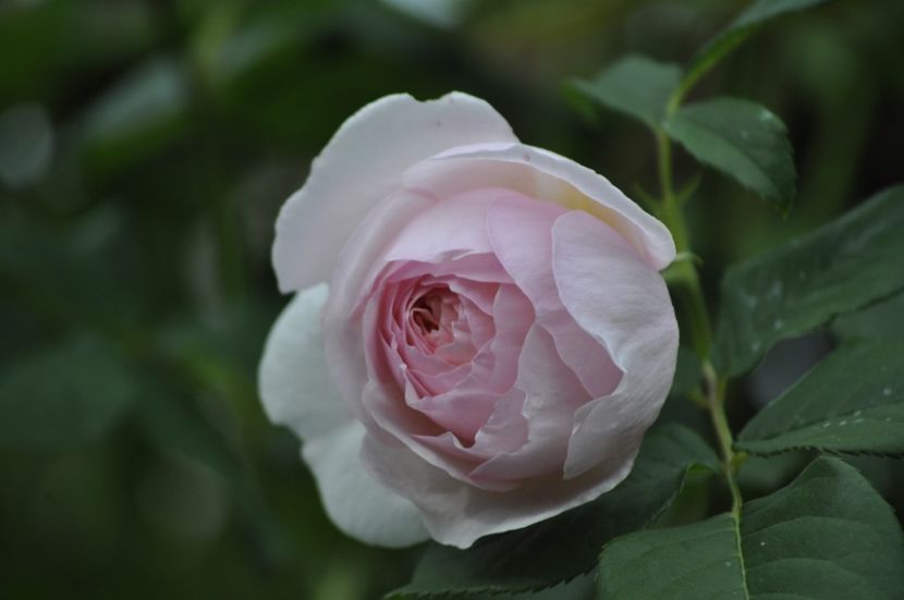 _DSC0025 - PRIMAVARA 2021_5