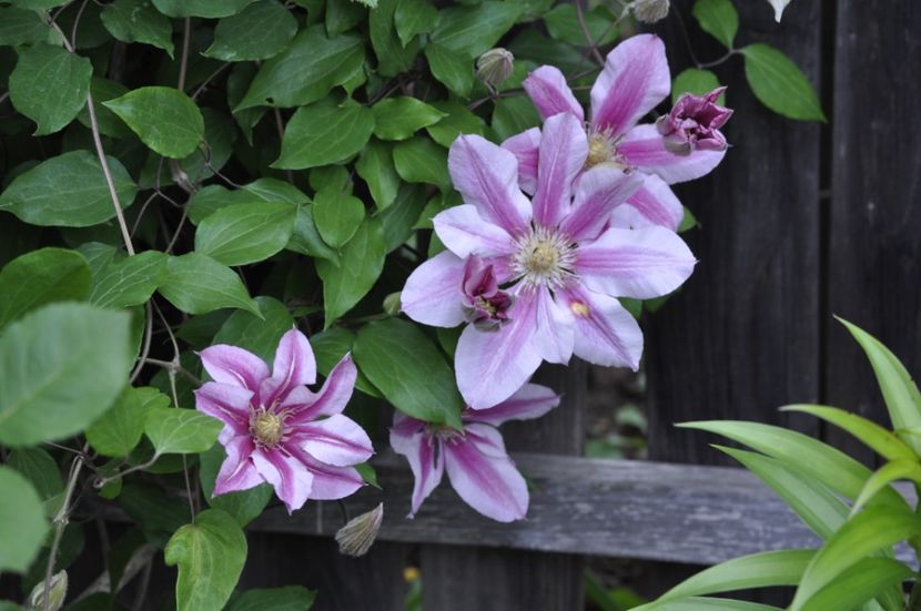 _DSC0031 - PRIMAVARA 2021_5