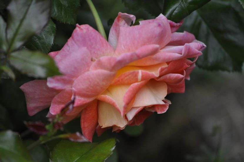 _DSC0033 - PRIMAVARA 2021_5