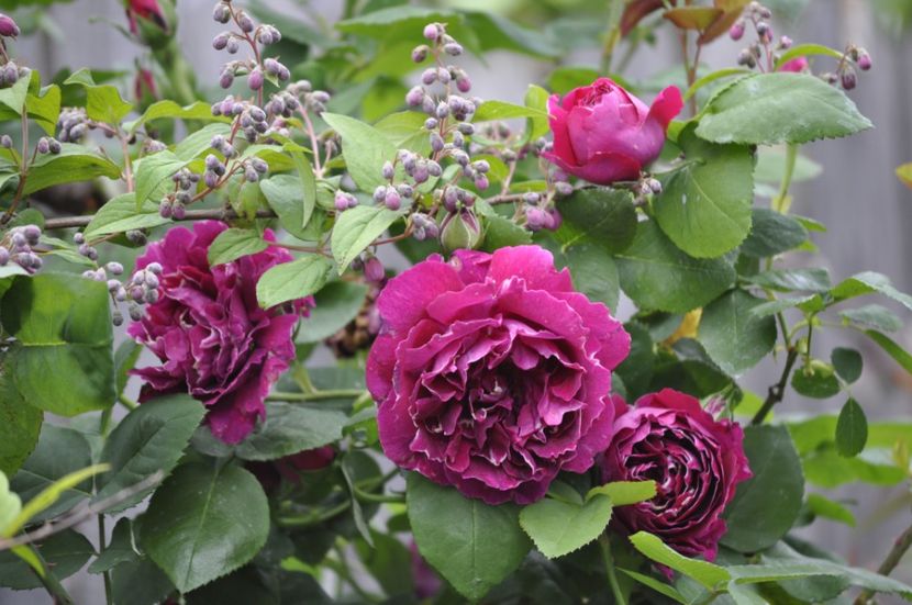 _DSC0040 - PRIMAVARA 2021_5