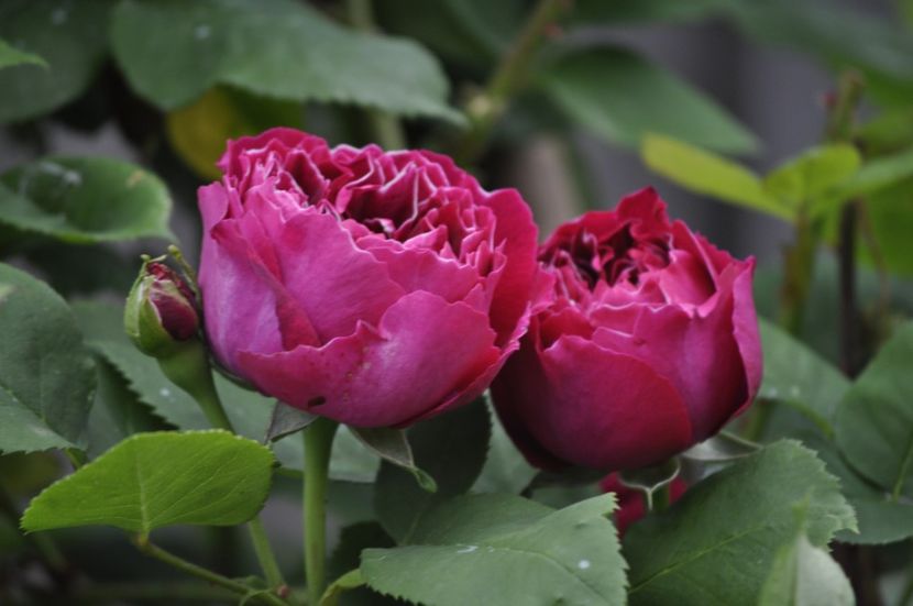 _DSC0041 - PRIMAVARA 2021_5