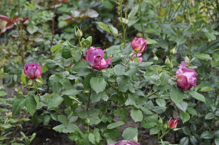 _DSC0043 - PRIMAVARA 2021_5