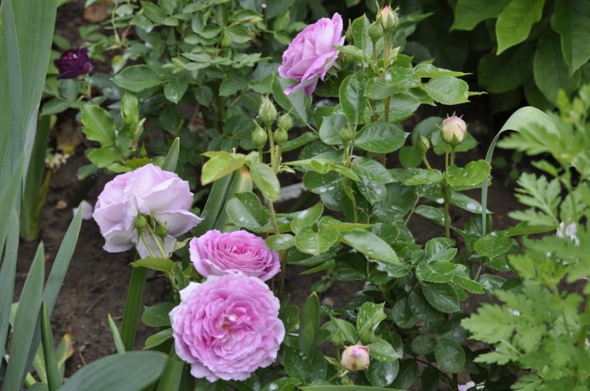 _DSC0044 - PRIMAVARA 2021_5