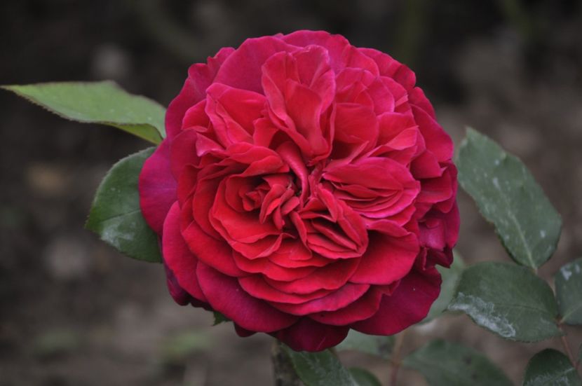 _DSC0046 - PRIMAVARA 2021_5