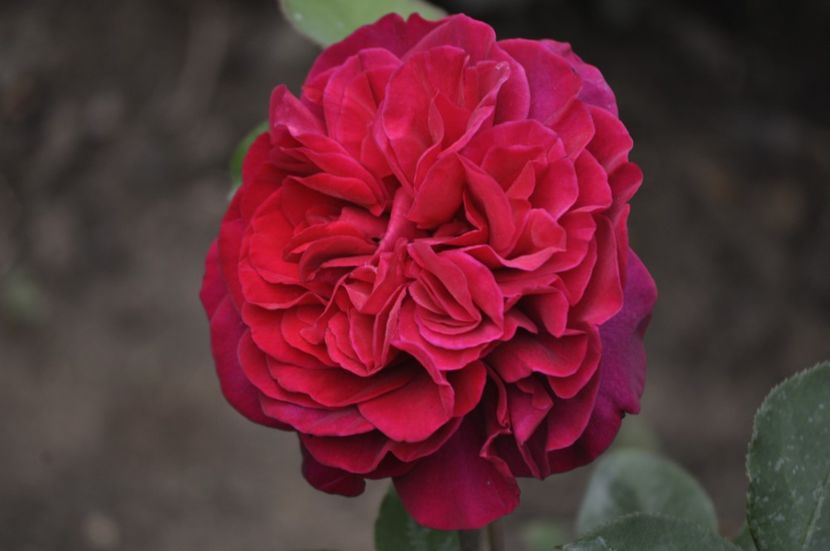 _DSC0048 - PRIMAVARA 2021_5