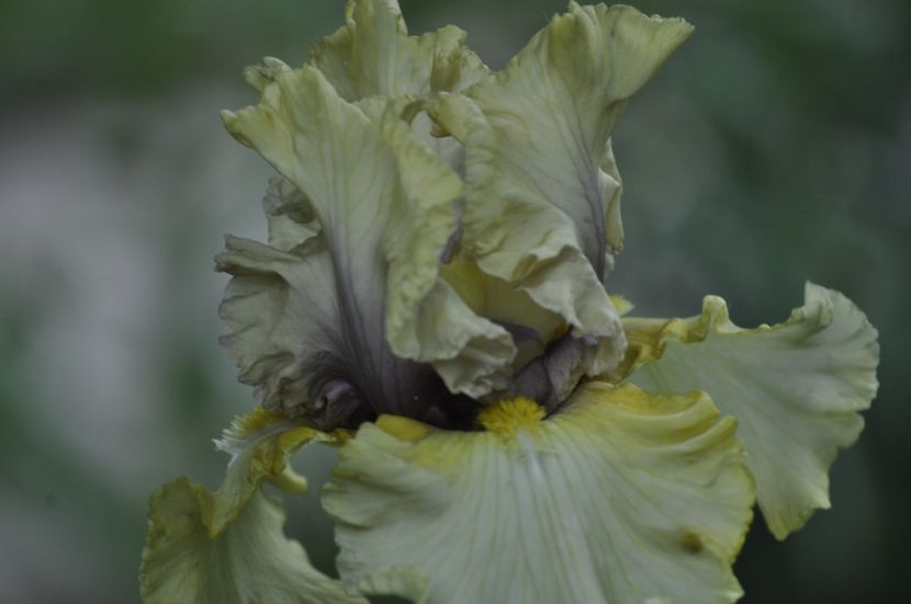 _DSC0070 - PRIMAVARA 2021_5