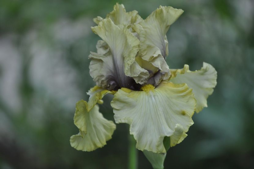 _DSC0071 - PRIMAVARA 2021_5