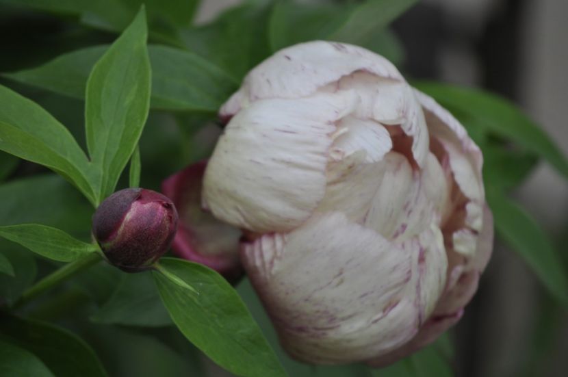 _DSC0077 - PRIMAVARA 2021_5