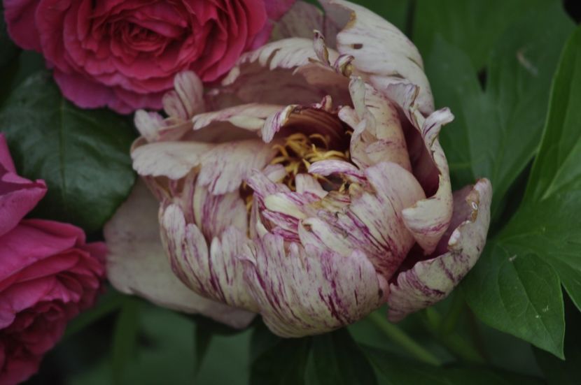 _DSC0079 - PRIMAVARA 2021_5