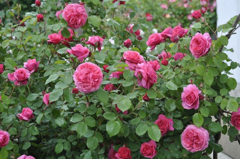 _DSC0081 - PRIMAVARA 2021_5