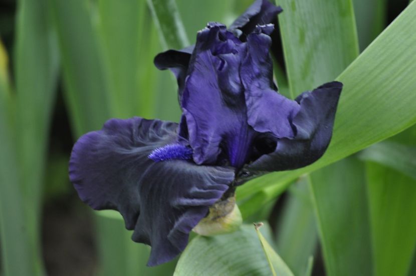 _DSC0084 - PRIMAVARA 2021_5