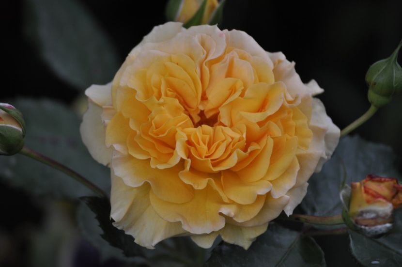 _DSC0088 - PRIMAVARA 2021_5