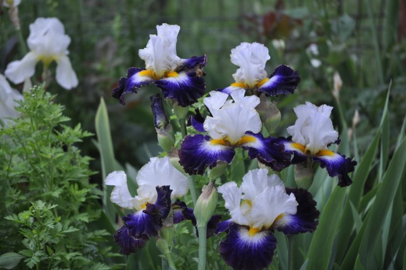 _DSC0090 - PRIMAVARA 2021_5