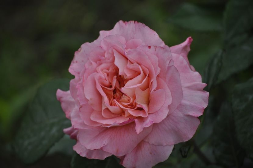 _DSC0095 - PRIMAVARA 2021_5