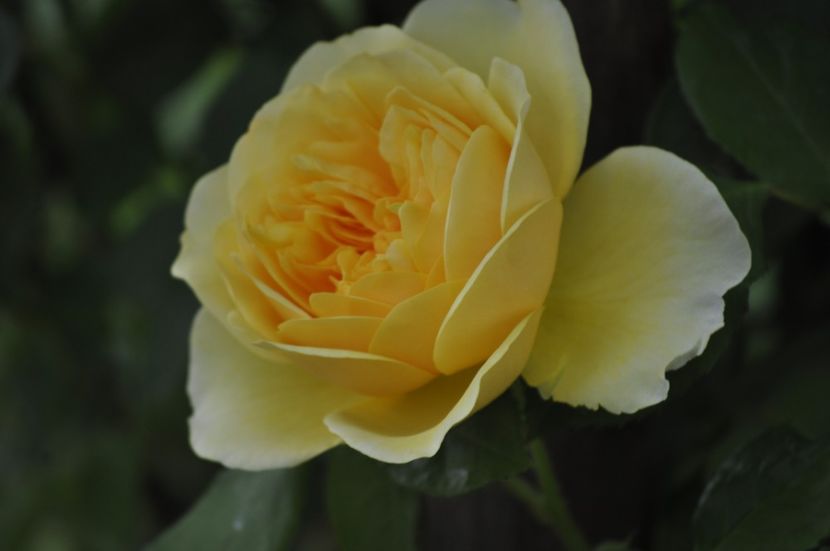 _DSC0099 - PRIMAVARA 2021_5