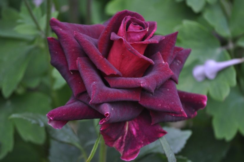 _DSC0102 - PRIMAVARA 2021_5