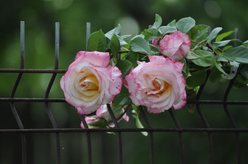 _DSC0103 - PRIMAVARA 2021_5