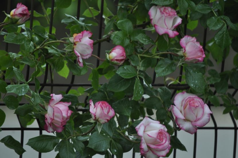 _DSC0105 - PRIMAVARA 2021_5