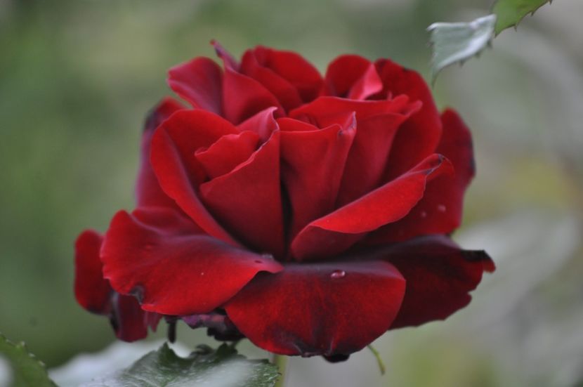 _DSC0108 - PRIMAVARA 2021_5