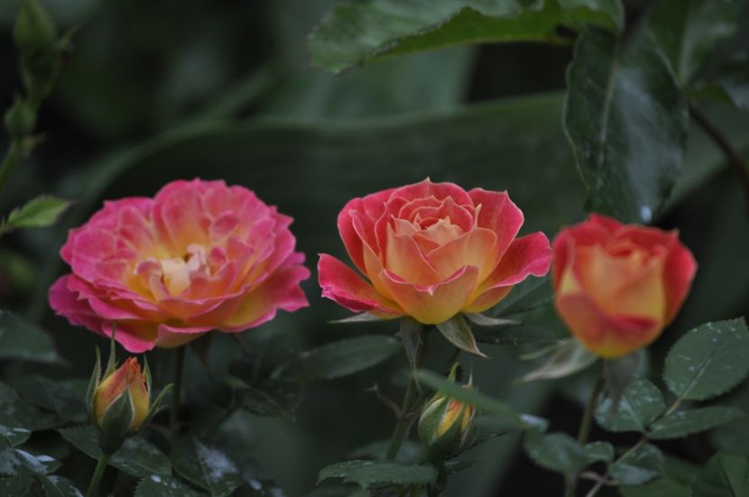 _DSC0113 - PRIMAVARA 2021_5