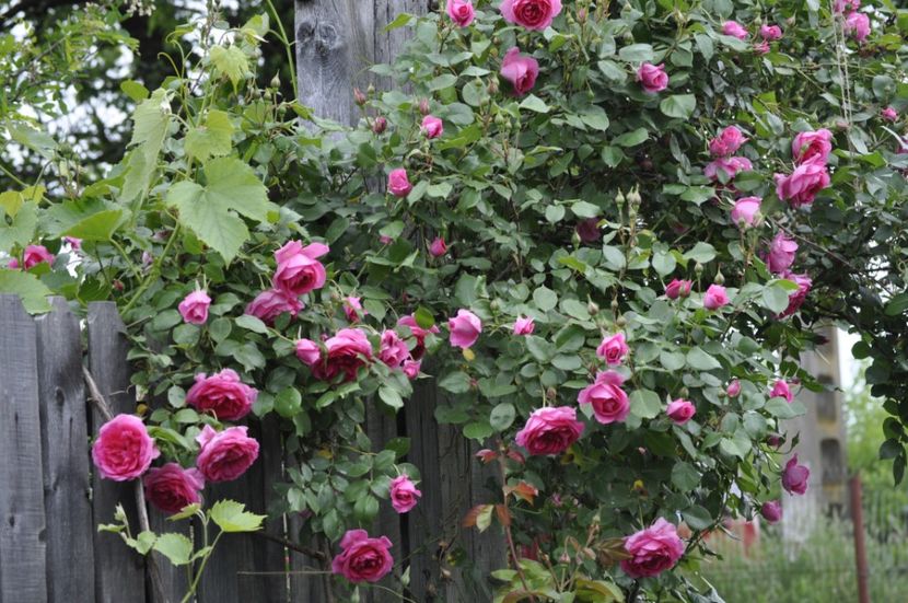 _DSC0116 - PRIMAVARA 2021_5