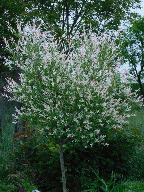  - 0Gradina 2021