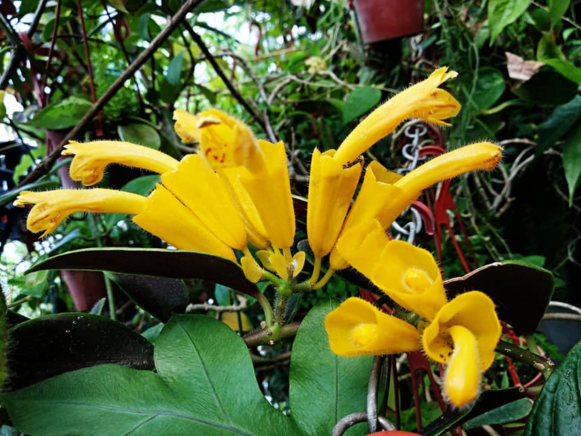 Aeschinanthus Flavidus - DORINTE