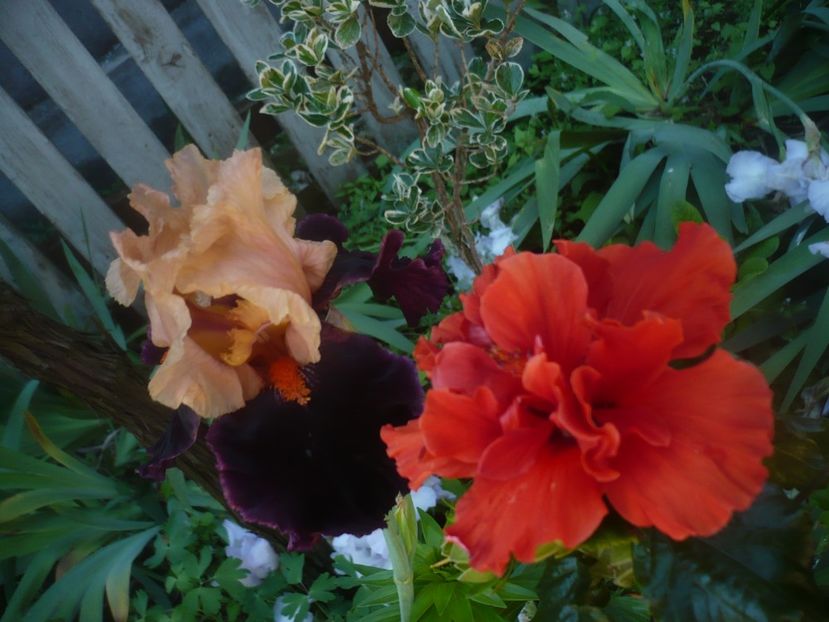 23.05.2021 - HIBISCUSI 2021-1